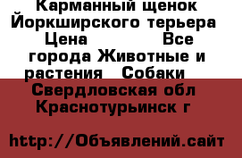 Карманный щенок Йоркширского терьера › Цена ­ 30 000 - Все города Животные и растения » Собаки   . Свердловская обл.,Краснотурьинск г.